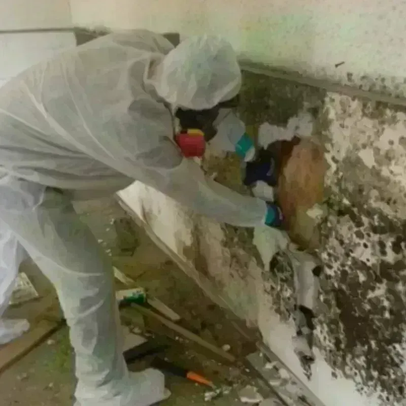 Mold Remediation and Removal in Kodiak Station, AK